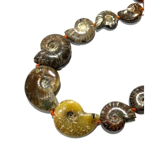 AMMONITE