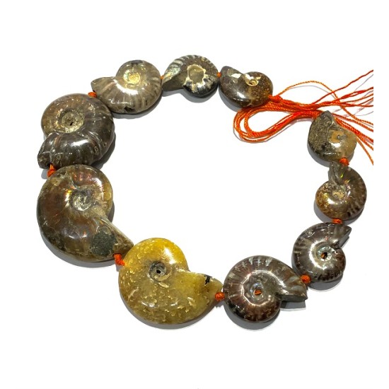 AMMONITE