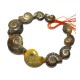 AMMONITE