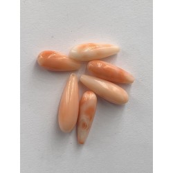 ANGELSKIN CORAL ROSES