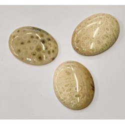 PETRIFIED CORAL CABS